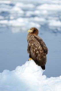 White-tailed Eagle or Sea Eagle (Haliaeetus albicilla)