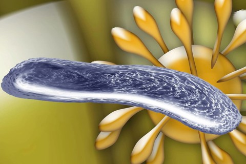 Bacteria and a virus