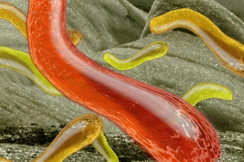 Bacteria