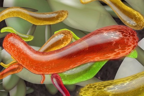 Bacteria