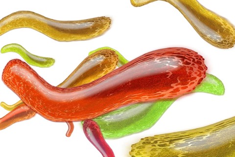 Bacteria