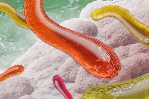 Bacteria