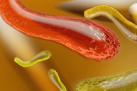 Bacteria