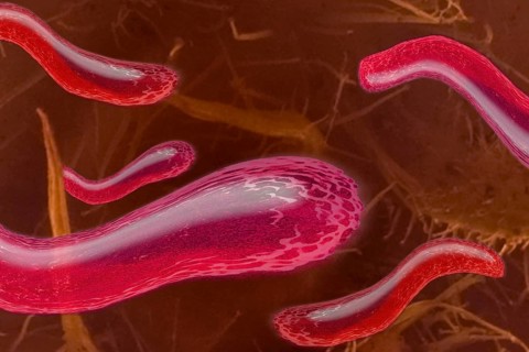 Bacteria