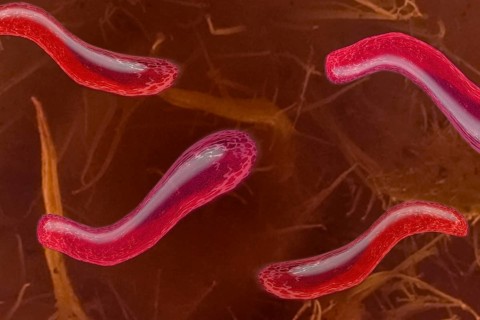 Bacteria