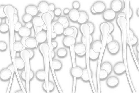 Yeast cells