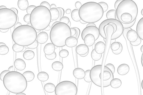 Yeast cells