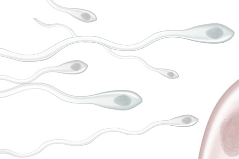 Sperm fertilizing an ovum