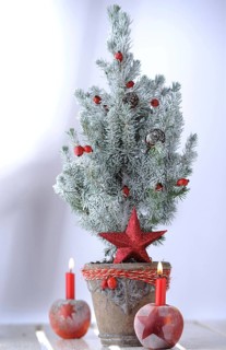 Christmas ambience with red apples