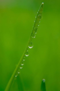 Blade of grass with water droplets