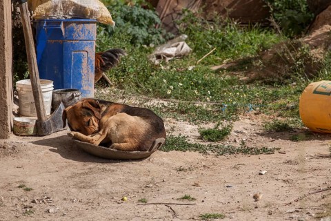Dog sleeping in a bowl