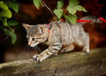 Brown tabby cat