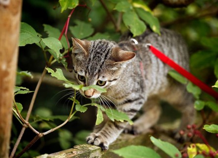 Brown tabby cat