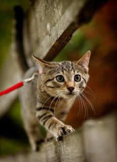 Brown tabby cat