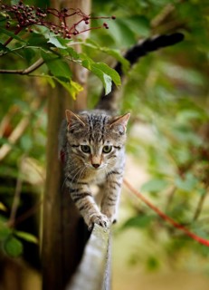 Brown tabby cat