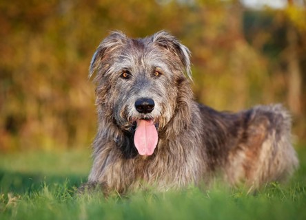 Irish Wolfhound lying in a meadow