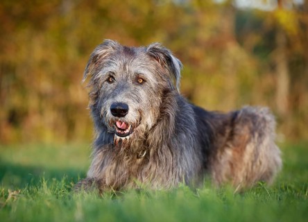 Irish Wolfhound lying in a meadow