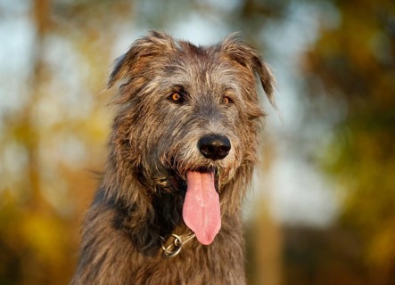 Irish Wolfhound