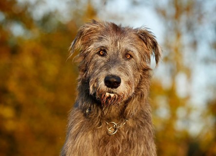 Irish Wolfhound