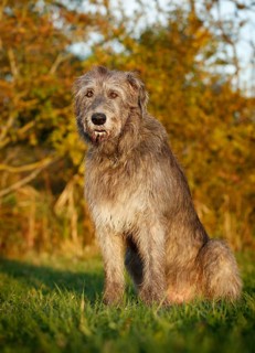 Irish Wolfhound