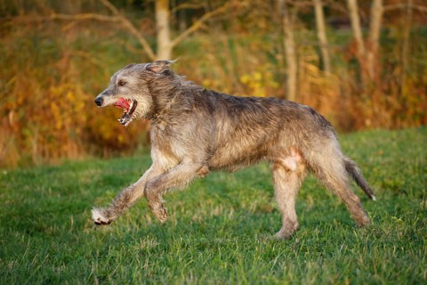 Irish Wolfhound running across a meadow