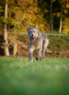Irish Wolfhound running across a meadow