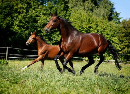 A brown mare with a foal