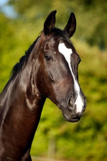 Black horse