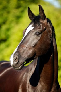 Black horse