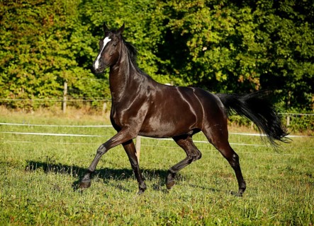 Black horse