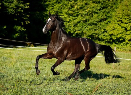 Black horse