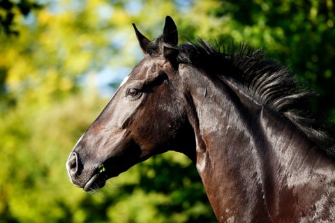 Black horse