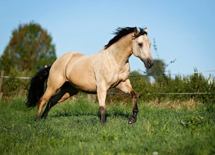 Quarter Horse