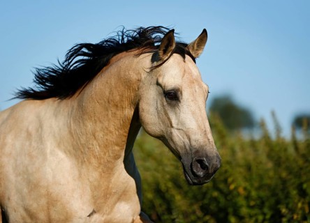 Quarter Horse