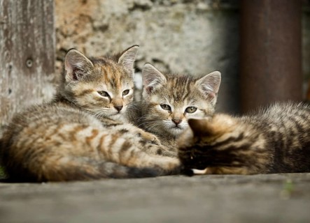 Three brown-tabby kittens lying in front of a barn wall