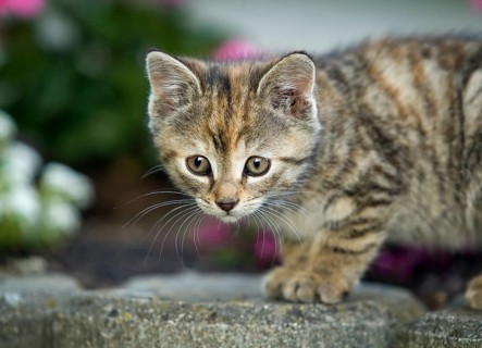 Brown-tabby kitten in the garden