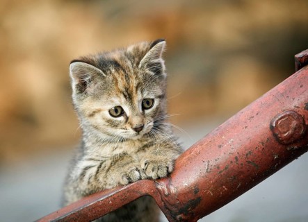Brown-tabby kitten supporting itself on a drawbar