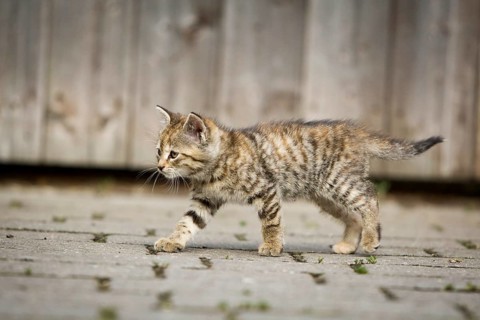 Brown-tabby kitten on foot in front of a barn door