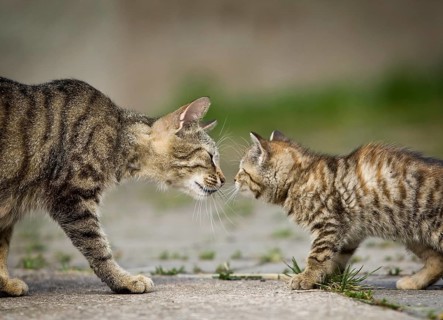 Brown-tabby cat mother and kittens sniffing each other