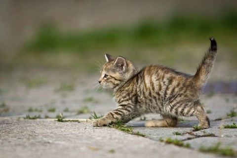 Brown-tabby kitten shirking from something