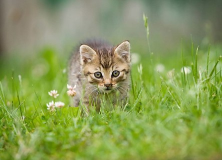 Brown-tabby kitten on a meadow