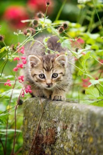 Brown-tabby kitten sitting on the edge of a stone trough