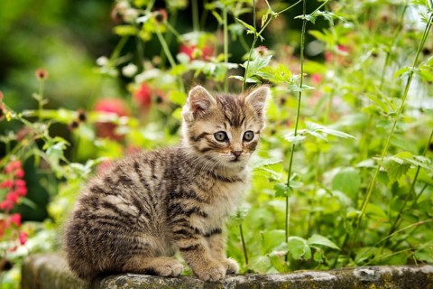 Brown-tabby kitten sitting on the edge of a stone trough