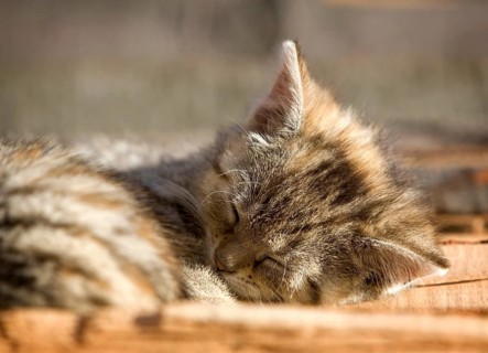 Brown-tabby kitten