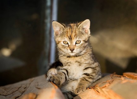Brown-tabby kitten