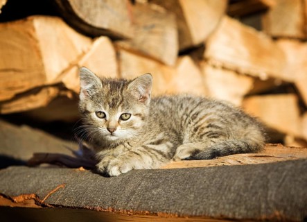Brown-tabby kitten