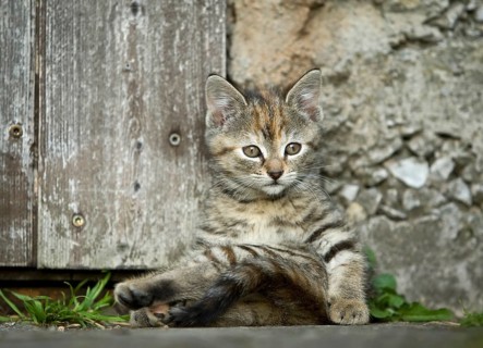 Brown-tabby kitten