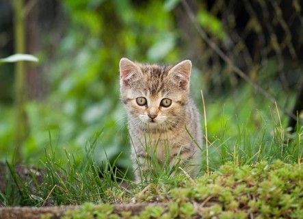 Brown-tabby kitten on foot along a path