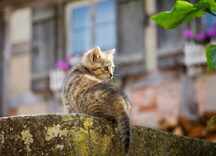 Brown-tabby kitten