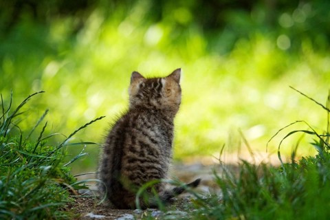 Brown-tabby kitten sitting on a path looking at a meadow